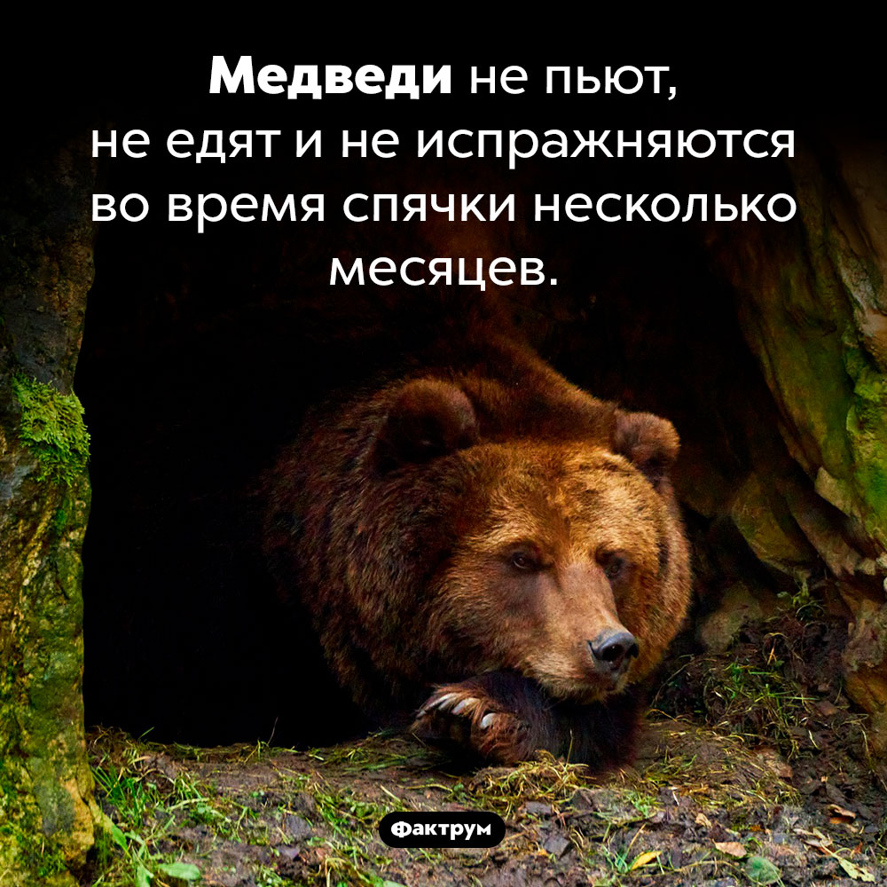 Медвежья спячка. Медведи не пьют, не едят и не испражняются во время спячки несколько месяцев.
