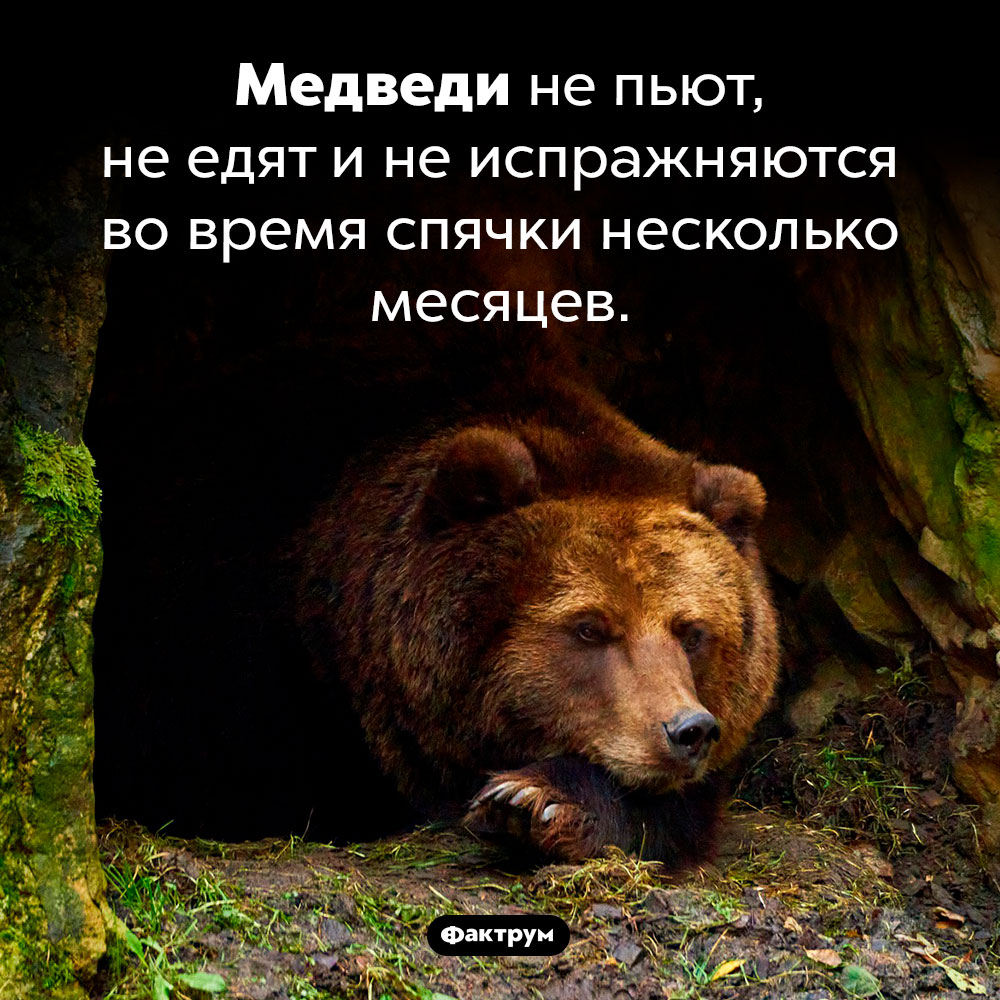 Медвежья спячка. Медведи не пьют, не едят и не испражняются во время спячки несколько месяцев.