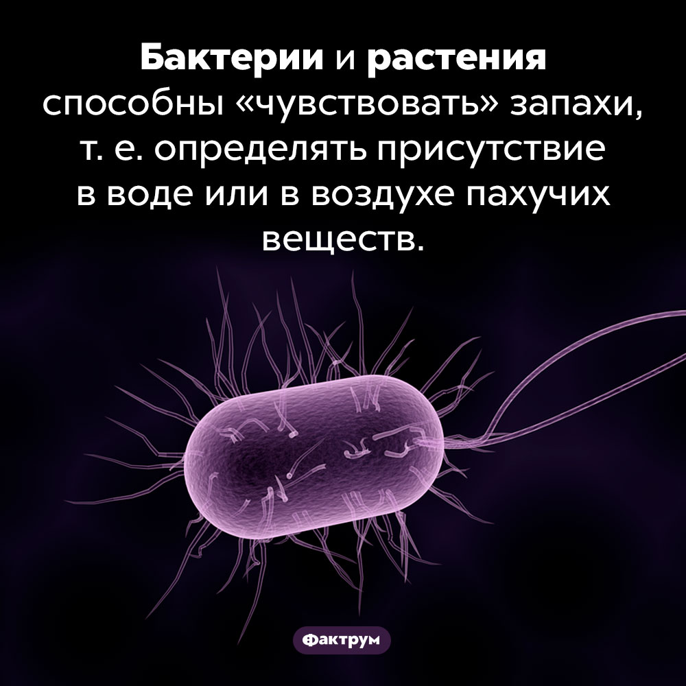 У бактерий и растений есть обоняние. Бактерии и растения способны «чувствовать» запахи, т. е. определять присутствие в воде или в воздухе пахучих веществ.