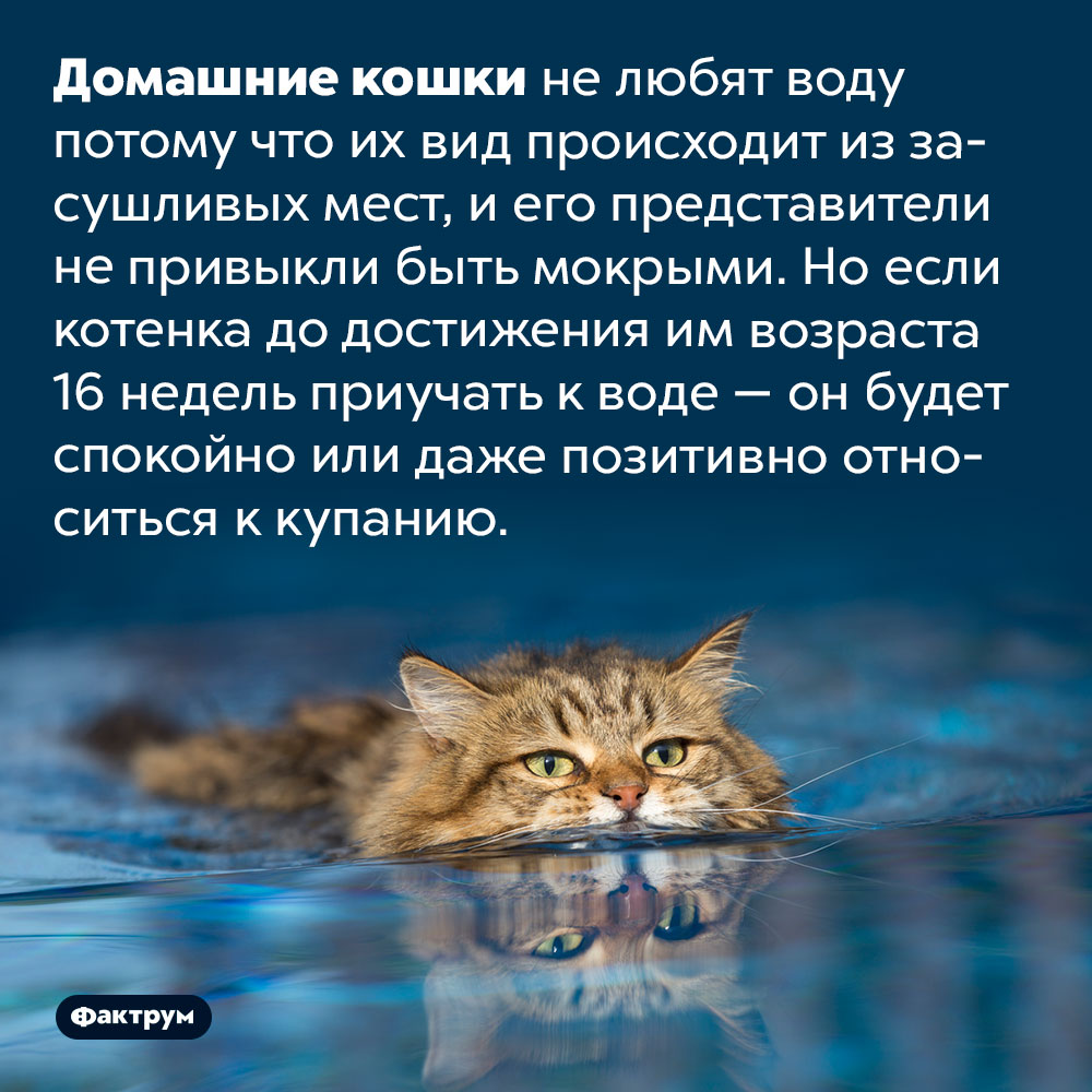 Кошку можно приучить к воде. Домашние кошки не любят воду потому что их вид происходит из засушливых мест, и его представители не привыкли быть мокрыми. Но если котенка до достижения им возраста 16 недель приучать к воде — он будет спокойно или даже позитивно относиться к купанию.