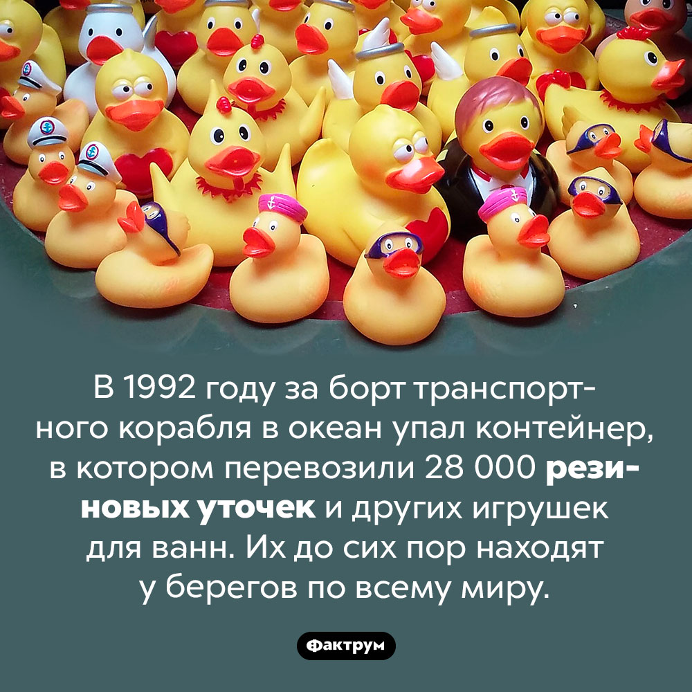 Утерянный в океане контейнер с резиновыми утками. В 1992 году за борт транспортного корабля в океан упал контейнер, в котором перевозили 28 000 резиновых уточек и других игрушек для ванн. Их до сих пор находят у берегов по всему миру.