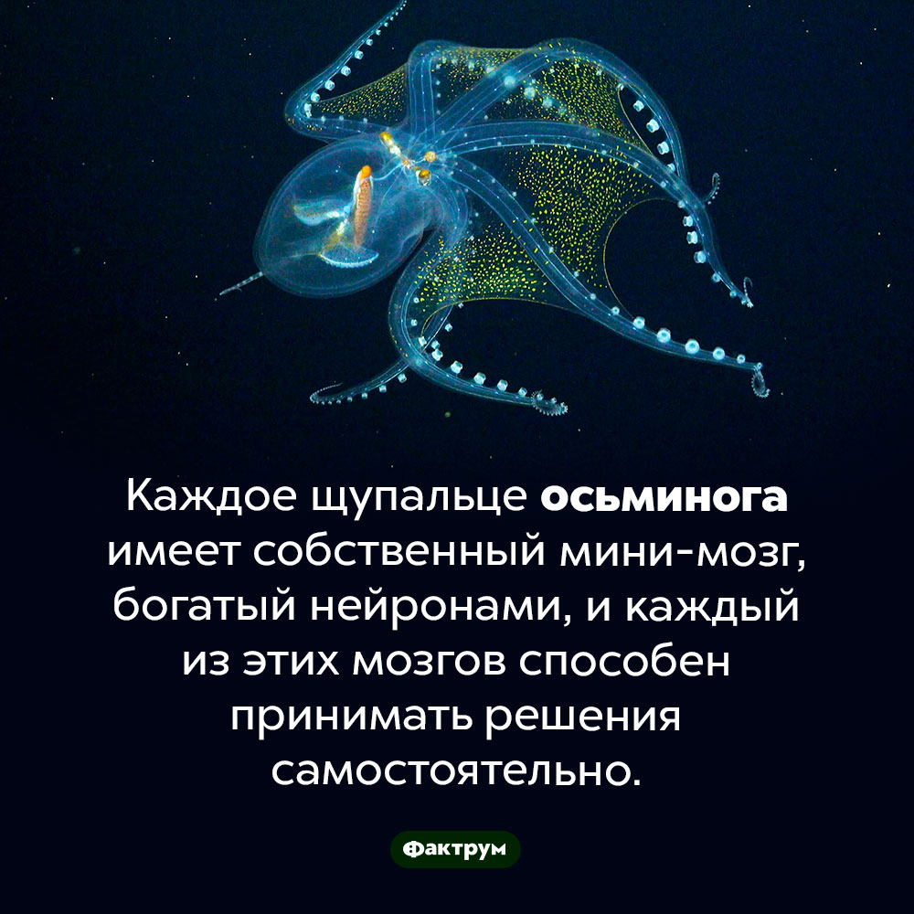 У каждого щупальца осьминога есть свой мозг. Каждое щупальце осьминога имеет собственный мини-мозг, богатый нейронами, и каждый из этих мозгов способен принимать решения самостоятельно.