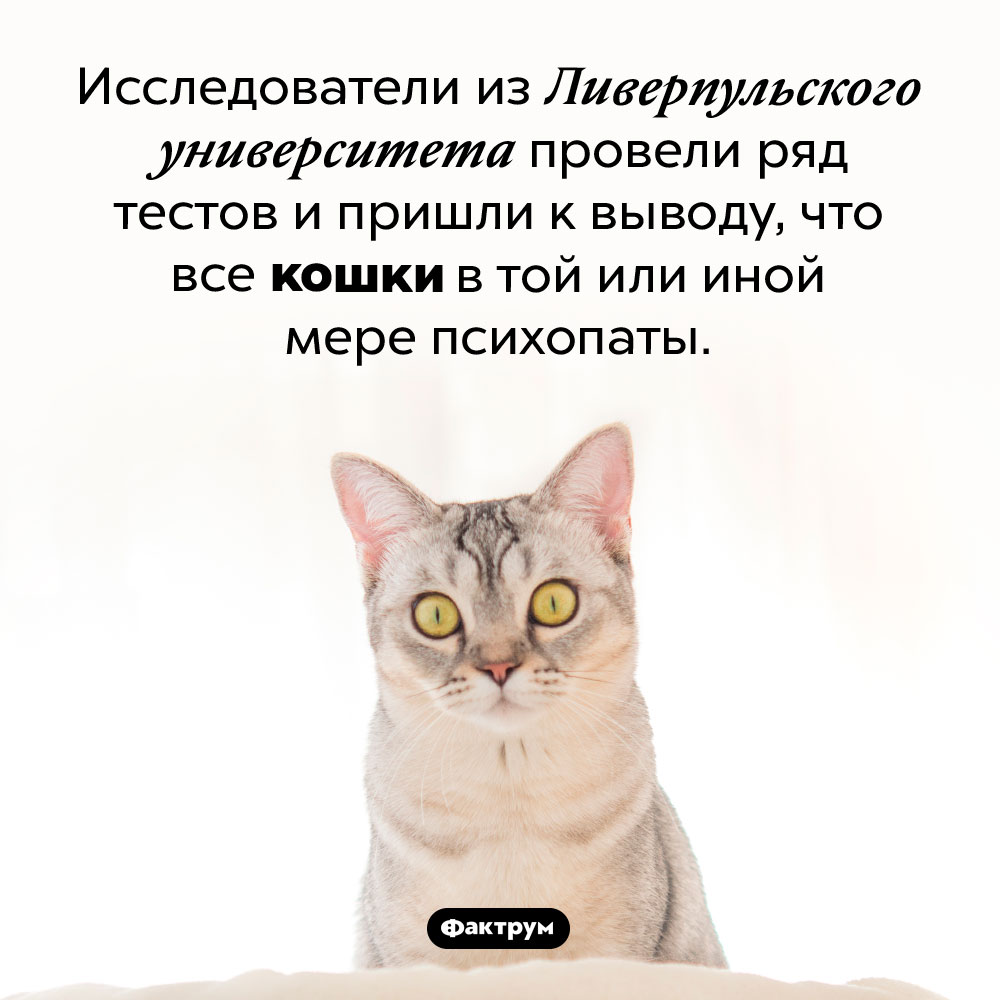 «Темный попутчик» вашей кошечки. Исследователи из Ливерпульского университета провели ряд тестов и пришли к выводу, что все кошки в той или иной мере психопаты.