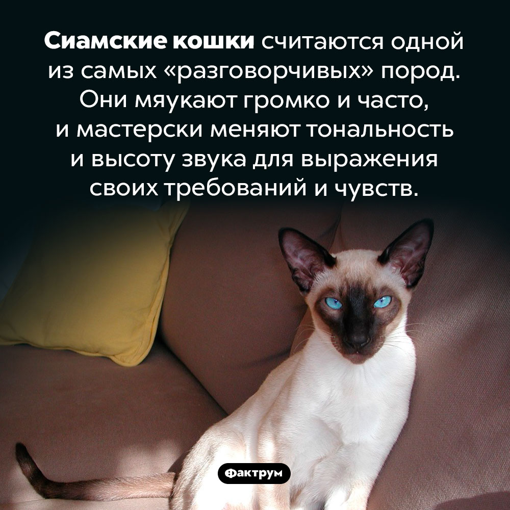 Сиамские кошки — самые общительные. Сиамские кошки считаются одной из самых «разговорчивых» пород. Они мяукают громко и часто, и мастерски меняют тональность и высоту звука для выражения своих требований и чувств.