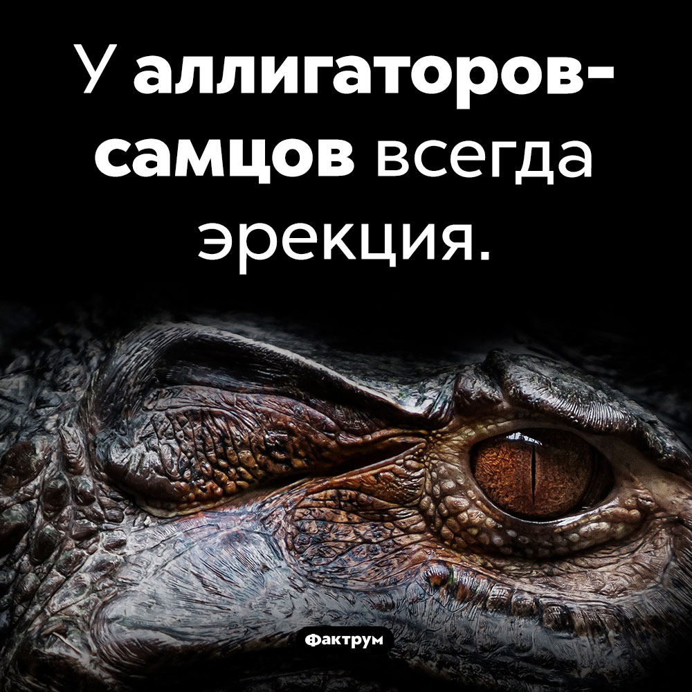 Пенис аллигаторов всегда эрегирован. У аллигаторов-самцов всегда эрекция.