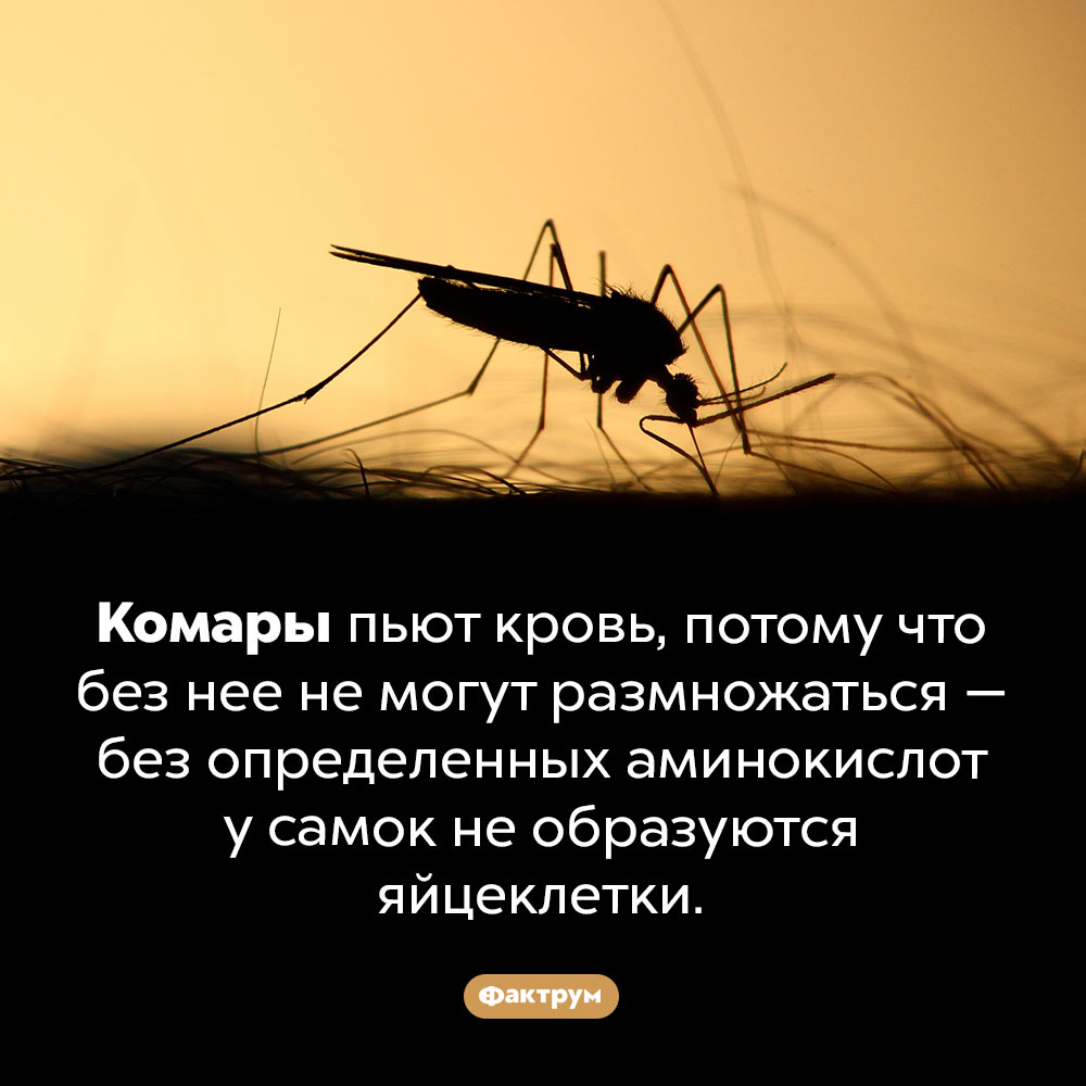 Зачем комары пьют кровь. Комары пьют кровь, потому что без нее не могут размножаться — без определенных аминокислот у самок не образуются яйцеклетки.