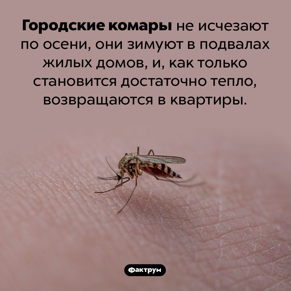 Городские комары не исчезают по осени. Городские комары не исчезают по осени, они зимуют в подвалах жилых домов, и, как только становится достаточно тепло, возвращаются в квартиры.
