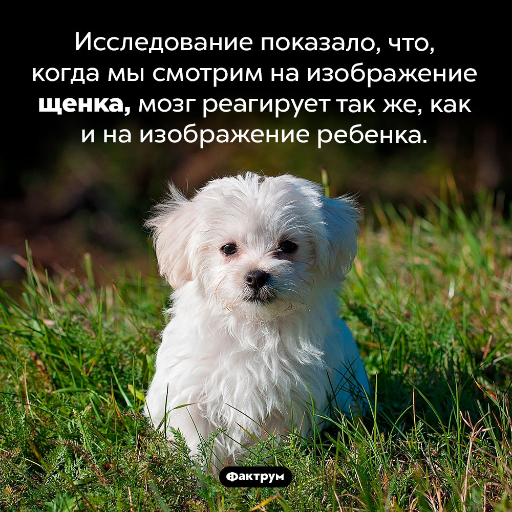 Как мозг человека реагирует на щенят. Исследование показало, что, когда мы смотрим на изображение щенка, мозг реагирует так же, как и на изображение ребенка.