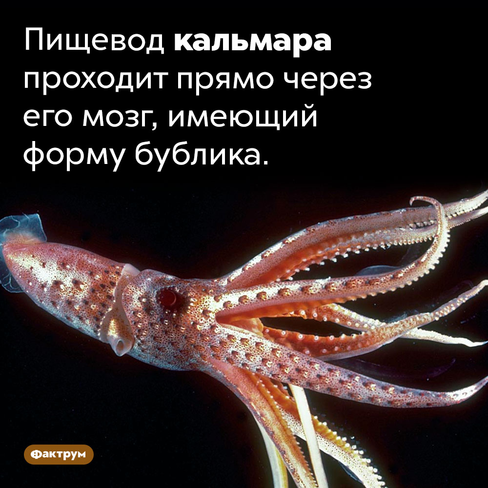 У кальмара мозг в виде бублика. Пищевод гигантского кальмара проходит прямо через его мозг, имеющий форму бублика.