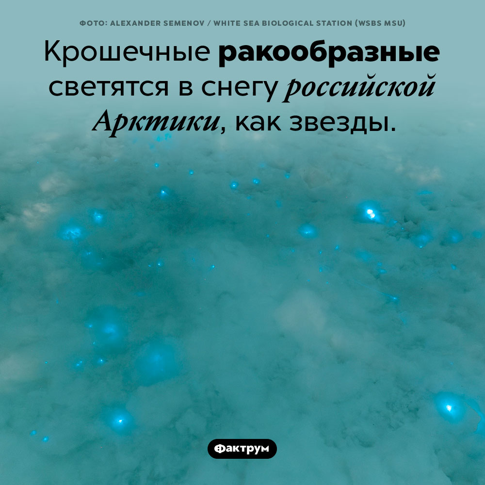 Сияющий снег российской Арктики. Крошечные ракообразные светятся в снегу российской Арктики, как звезды.