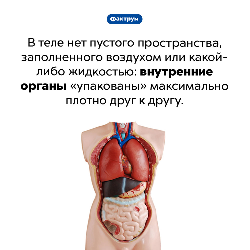 Что находится между органами. В теле нет пустого пространства, заполненного воздухом или какой-либо жидкостью: внутренние органы «упакованы» максимально плотно друг к другу.