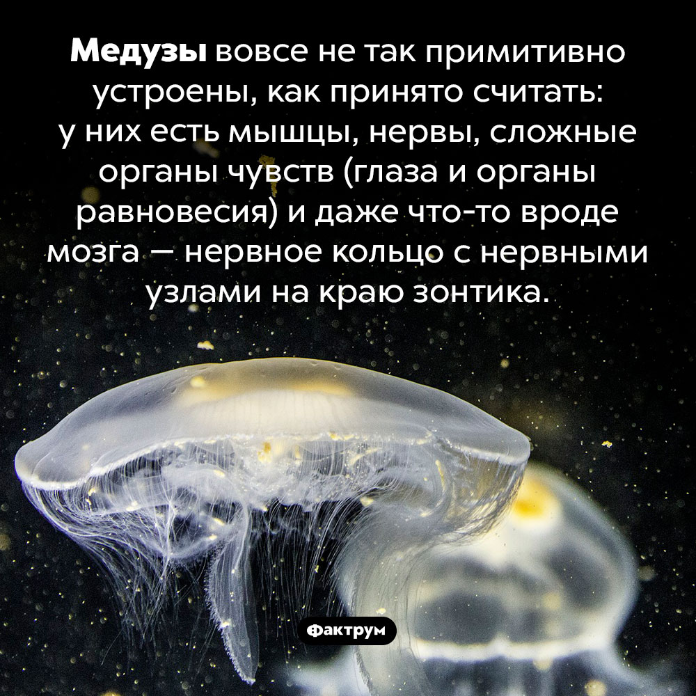 Медузы не так просты. Медузы вовсе не так примитивно устроены, как принято считать: у них есть мышцы, нервы, сложные органы чувств (глаза и органы равновесия) и даже что-то вроде мозга — нервное кольцо с нервными узлами на краю зонтика.