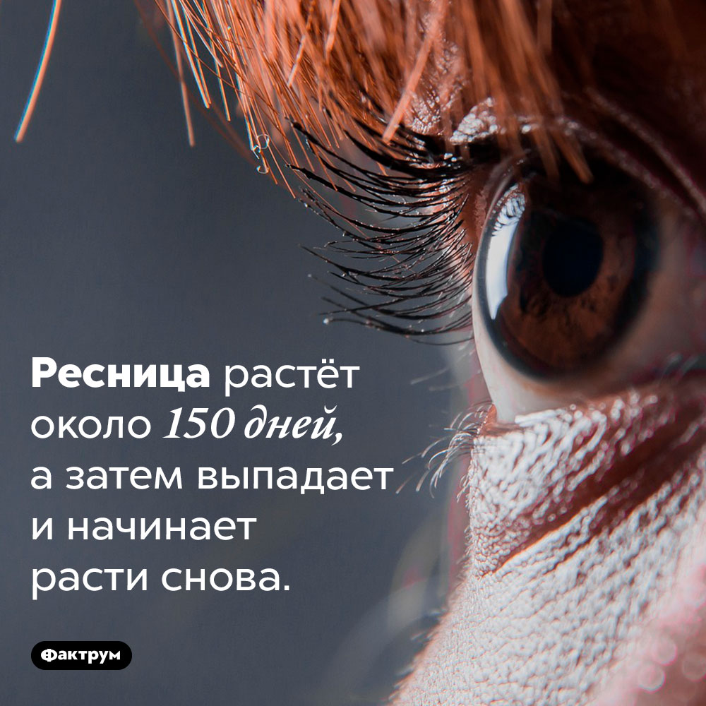 Срок жизни ресницы. Ресница растёт около 150 дней, а затем выпадает и начинает расти снова.