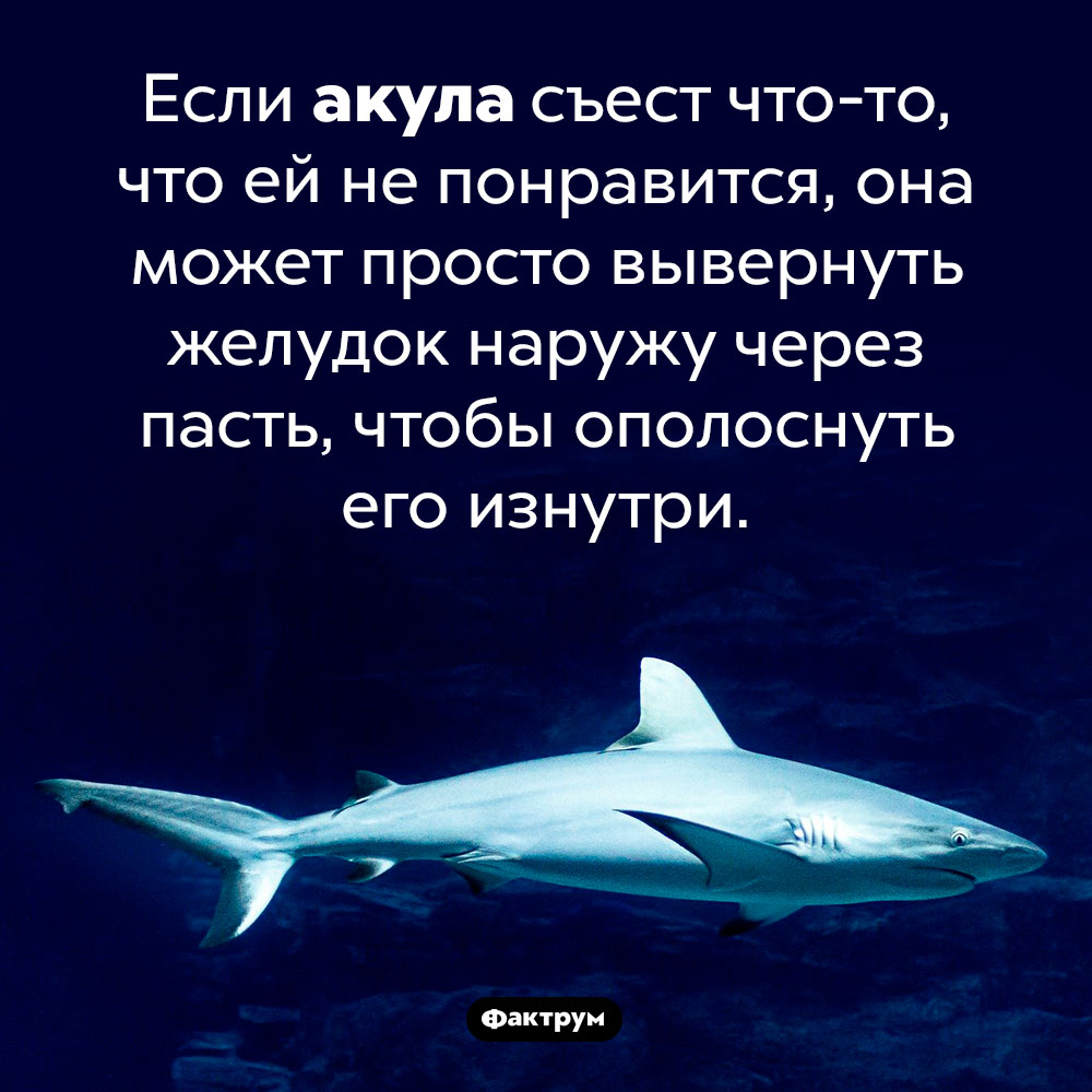 Акула способна вывернуть желудок наружу. Если акула съест что-то, что ей не понравится, она может просто вывернуть желудок наружу через пасть, чтобы ополоснуть его изнутри.