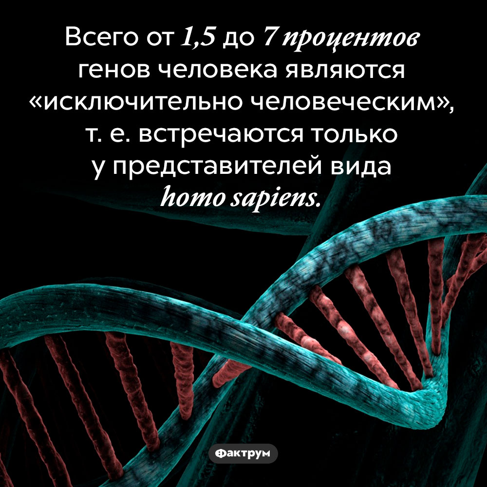 В человеческом геноме мало человеческого. Всего от 1,5 до 7 процентов генов человека являются «исключительно человеческим», т. е. встречаются только у представителей вида homo sapiens.