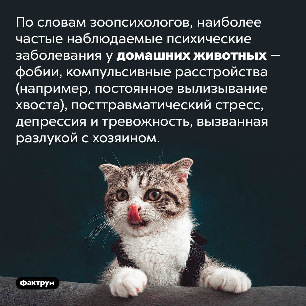 Домашние животные могут страдать от фобий, депрессии и тревожности. По словам зоопсихологов, наиболее частые наблюдаемые психические заболевания у домашних животных — фобии, компульсивные расстройства (например, постоянное вылизывание хвоста), посттравматический стресс, депрессия и тревожность, вызванная разлукой с хозяином.