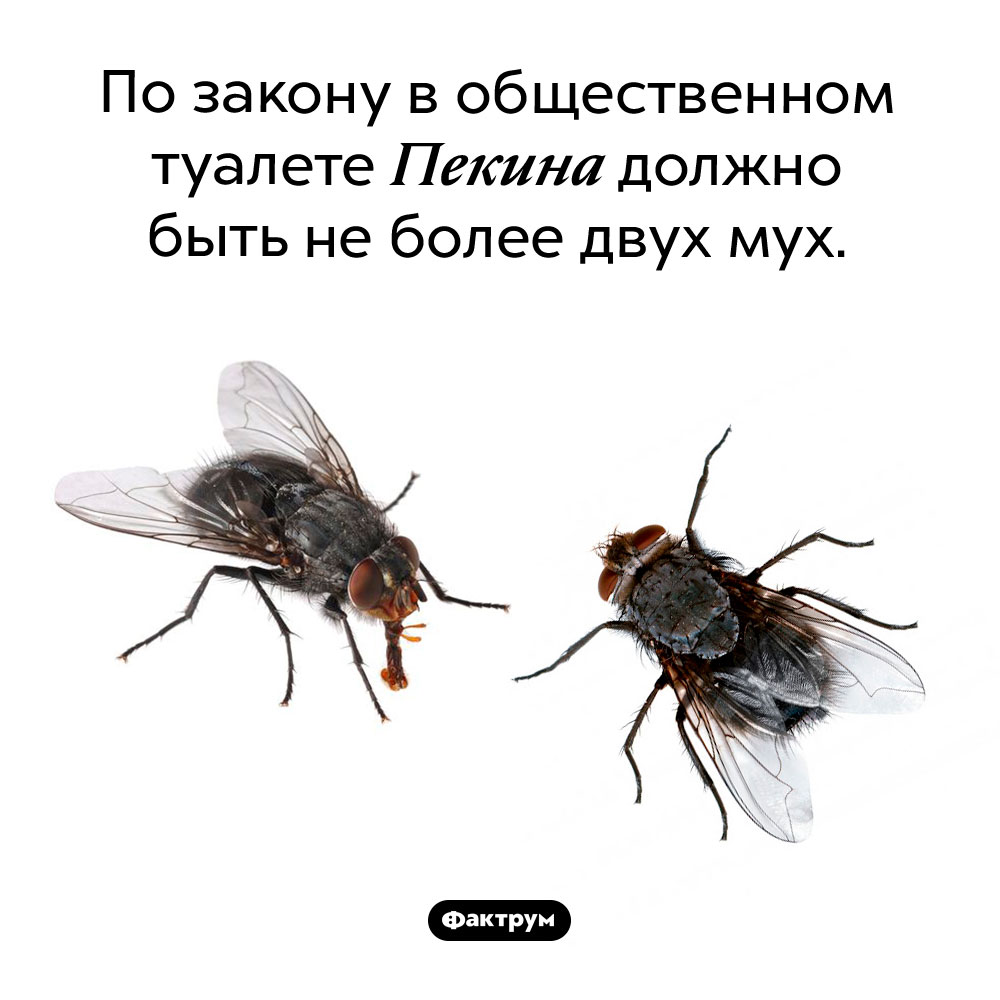 Не более двух мух. По закону в общественном туалете Пекина должно быть не более двух мух.