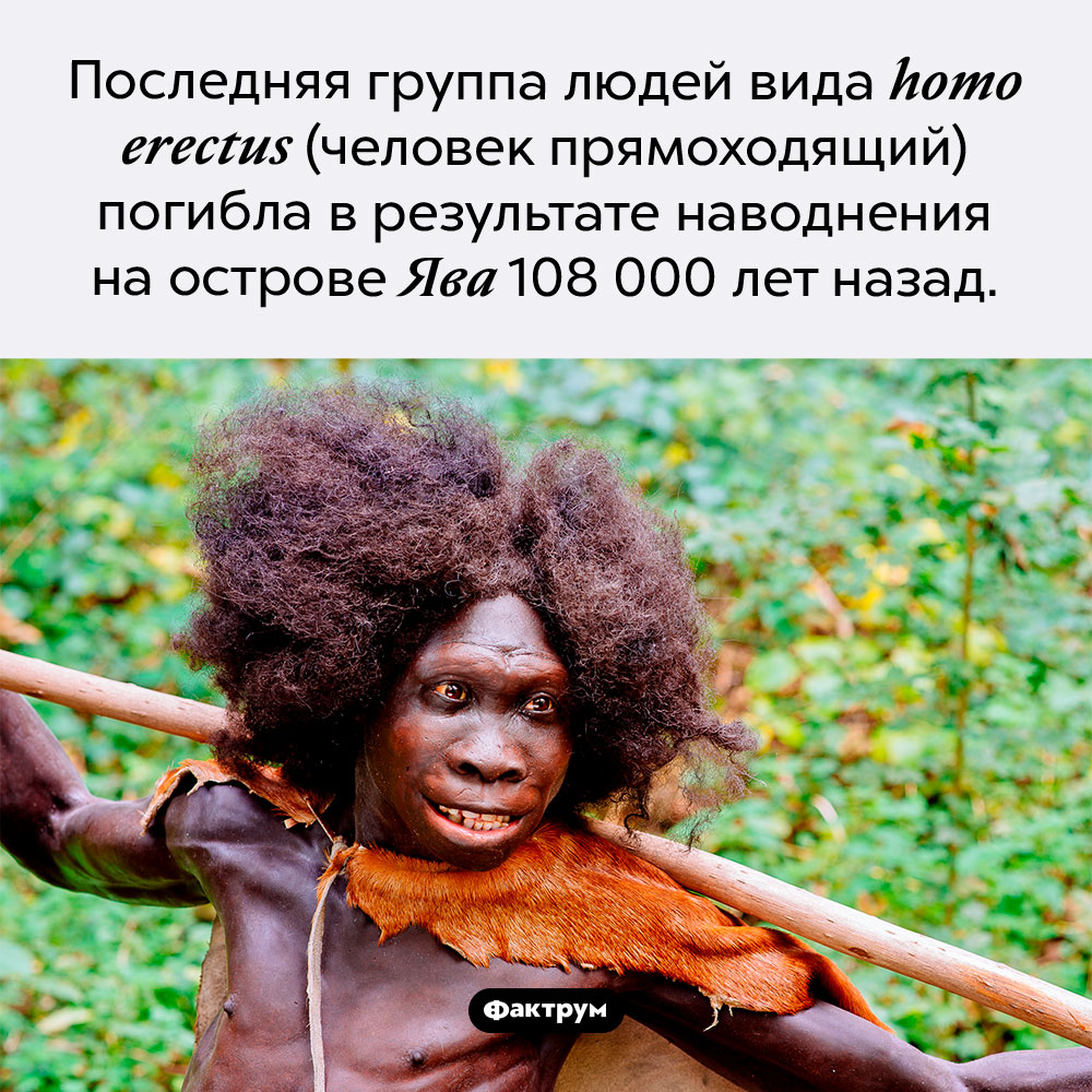 Последние <em>homo erectus</em>. Последняя группа людей вида <em>homo erectus</em> (человек прямоходящий) погибла в результате наводнения на острове Ява 108 000 лет назад. 