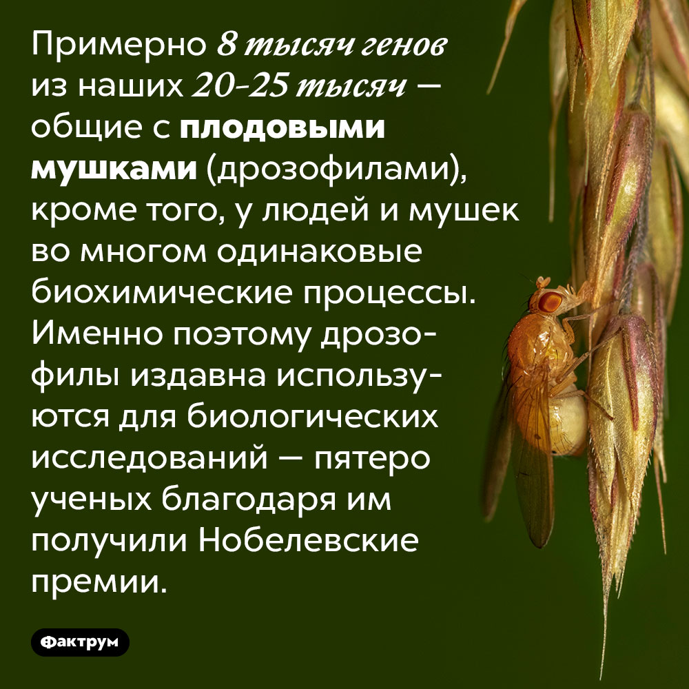Мы во многом похожи на плодовых мушек. Примерно 8 тыс. генов из наших 20-25 тыс. — общие с плодовыми мушками (дрозофилами), кроме того, у людей и мушек во многом одинаковые биохимические процессы. Именно поэтому дрозофилы издавна используются для биологических исследований — пятеро ученых благодаря им получили Нобелевские премии.