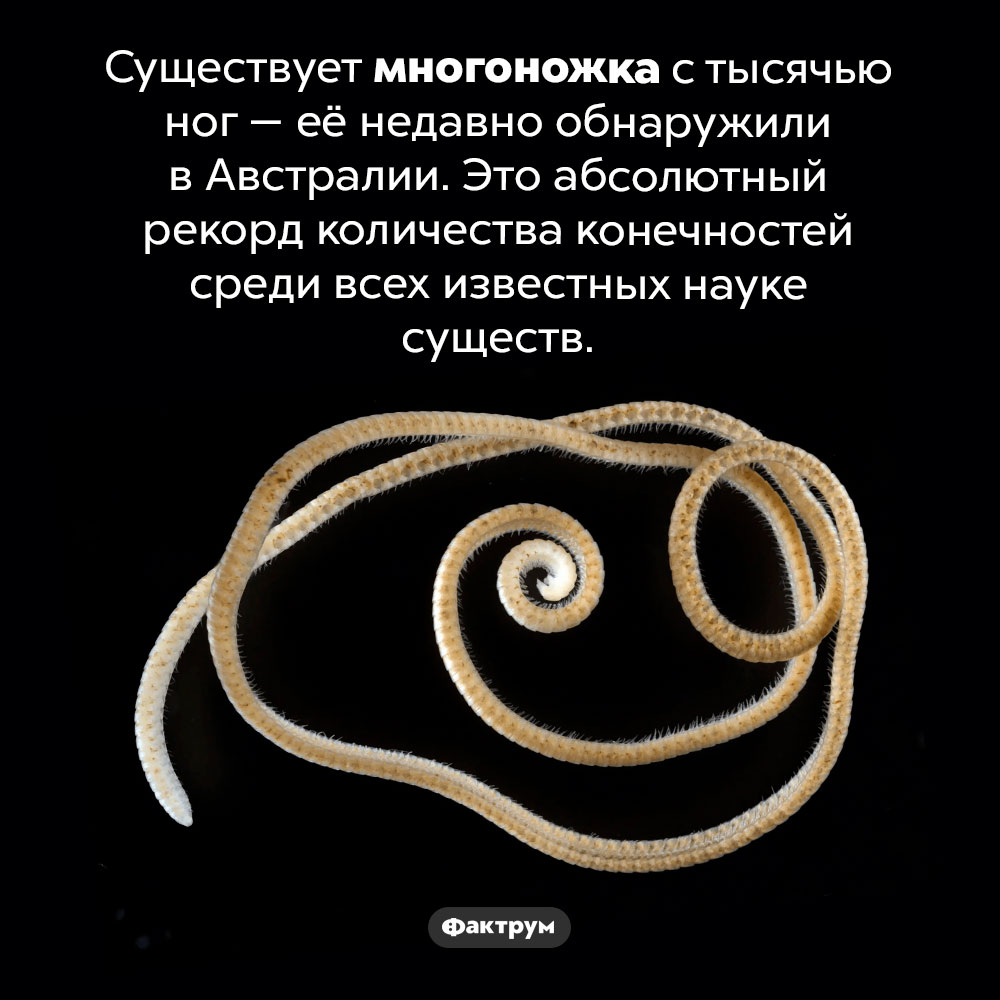 Тысяченожка. Существует многоножка с тысячью ног — её недавно обнаружили в Австралии. Это абсолютный рекорд количества конечностей среди всех известных науке существ.