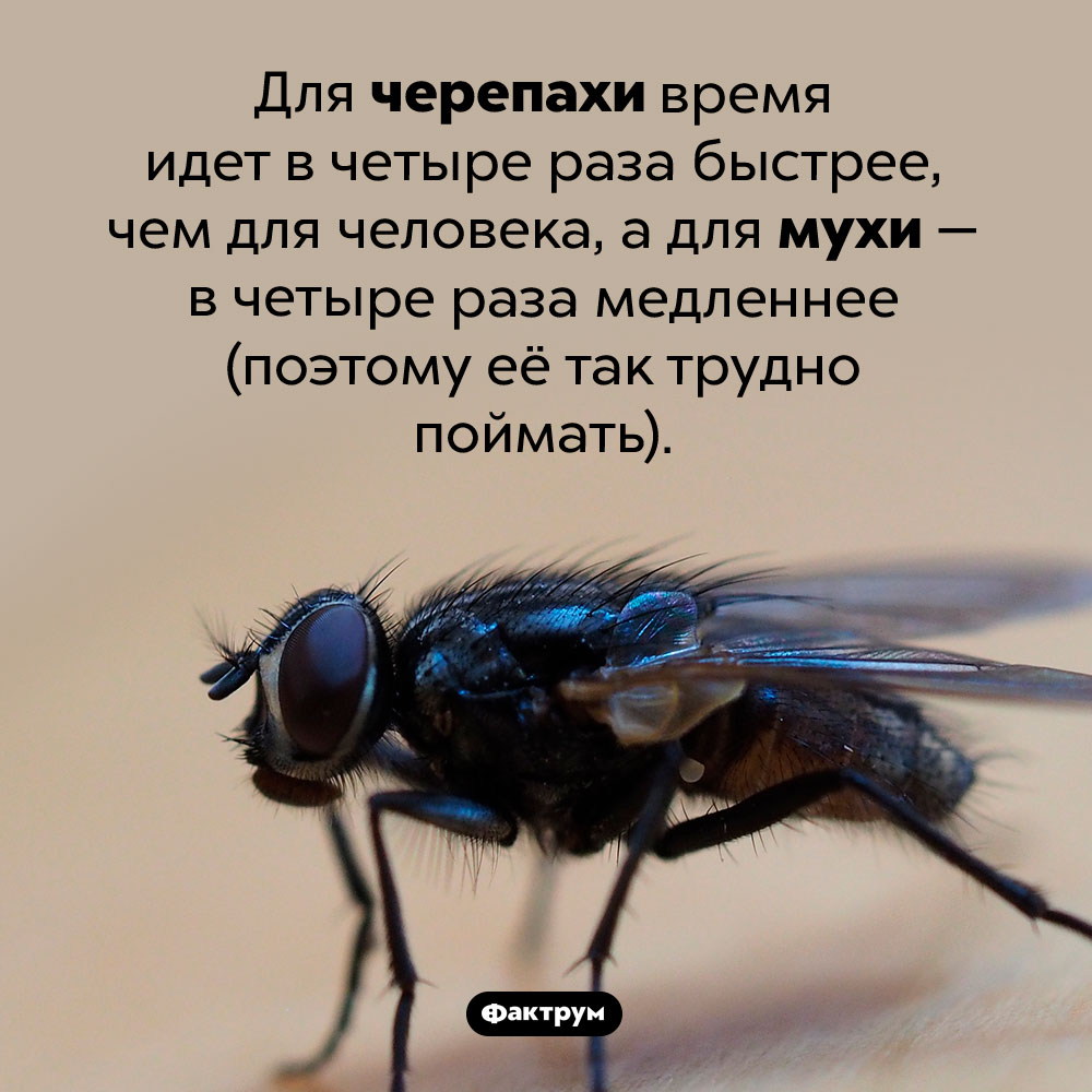 Почему так трудно поймать муху. Для черепахи время идет в четыре раза быстрее, чем для человека, а для мухи — в четыре раза медленнее (поэтому её так трудно поймать).