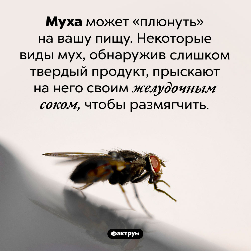 Муха может «плюнуть» на вашу пищу. Муха может «плюнуть» на вашу пищу. Некоторые виды мух, обнаружив слишком твердый продукт, прыскают на него своим желудочным соком, чтобы размягчить.