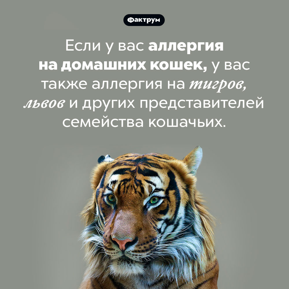 Аллергия на всех кошек. Если у вас аллергия на домашних кошек, у вас также аллергия на тигров, львов и других представителей семейства кошачьих.
