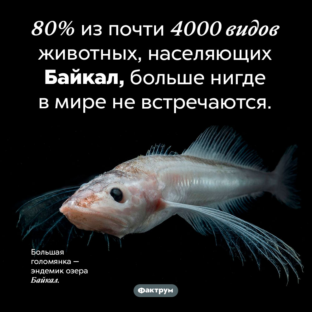 Фауна Байкала уникальна. 80% из почти 4000 видов животных, населяющих Байкал, больше нигде в мире не встречаются.