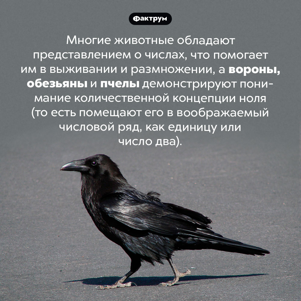 Вороны, обезьяны и пчелы понимают, что такое ноль. Многие животные обладают представлением о числах, что помогает им в выживании и размножении, а вороны, обезьяны и пчелы демонстрируют понимание количественной концепции ноля (то есть помещают его в воображаемый числовой ряд, как единицу или число два).