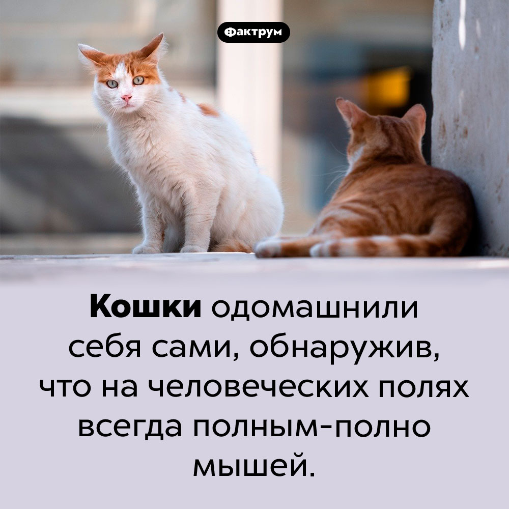 Кошки самоодомашнились. Кошки одомашнили себя сами, обнаружив, что на человеческих полях всегда полным-полно мышей.