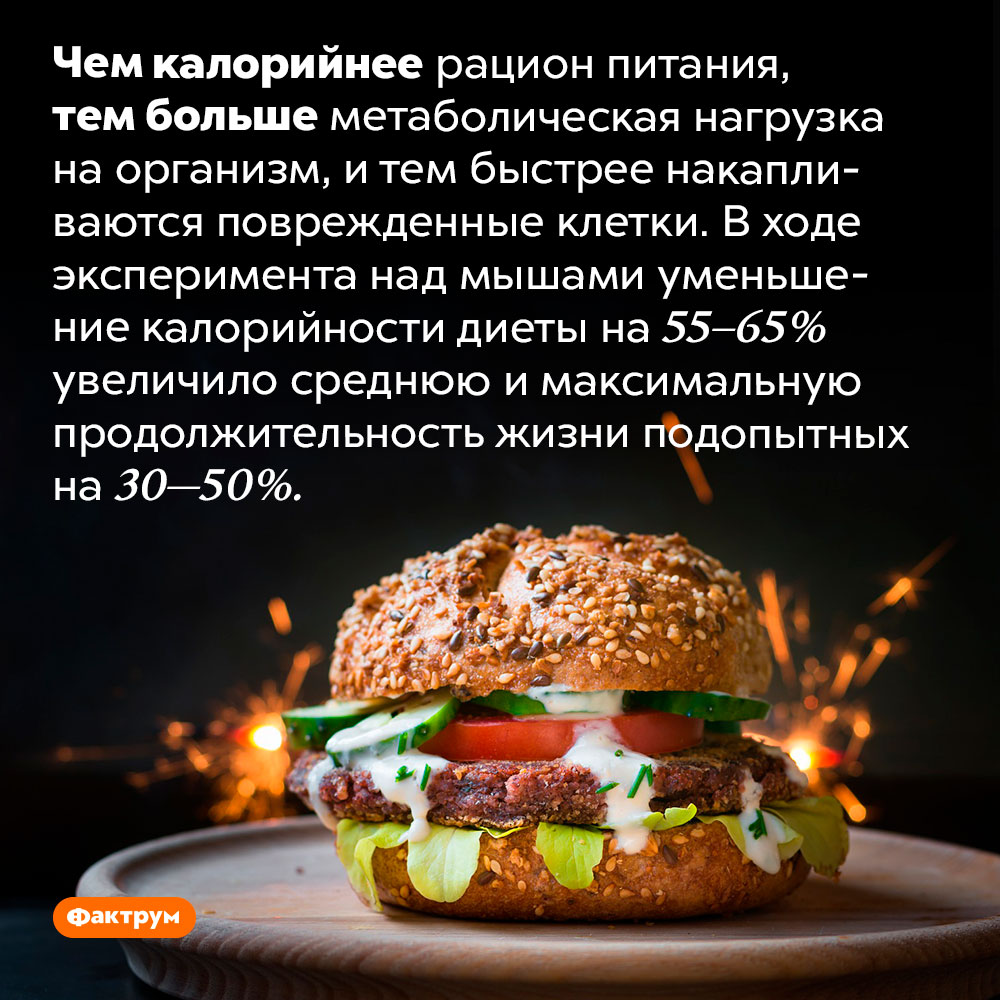Меньше есть — дольше жить. Чем калорийнее рацион питания, тем больше метаболическая нагрузка на организм, и тем быстрее накапливаются поврежденные клетки. В ходе эксперимента над мышами уменьшение калорийности диеты на 55–65% увеличило среднюю и максимальную продолжительность жизни подопытных на 30—50%.