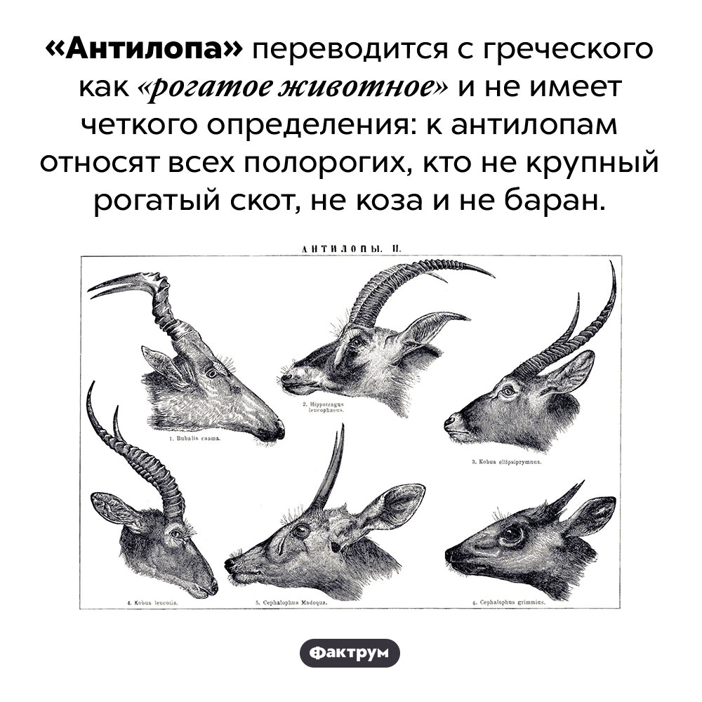 Что такое «антилопа». «Антилопа» переводится с греческого как «рогатое животное» и не имеет четкого определения: к антилопам относят всех полорогих, кто не крупный рогатый скот, не коза и не баран.