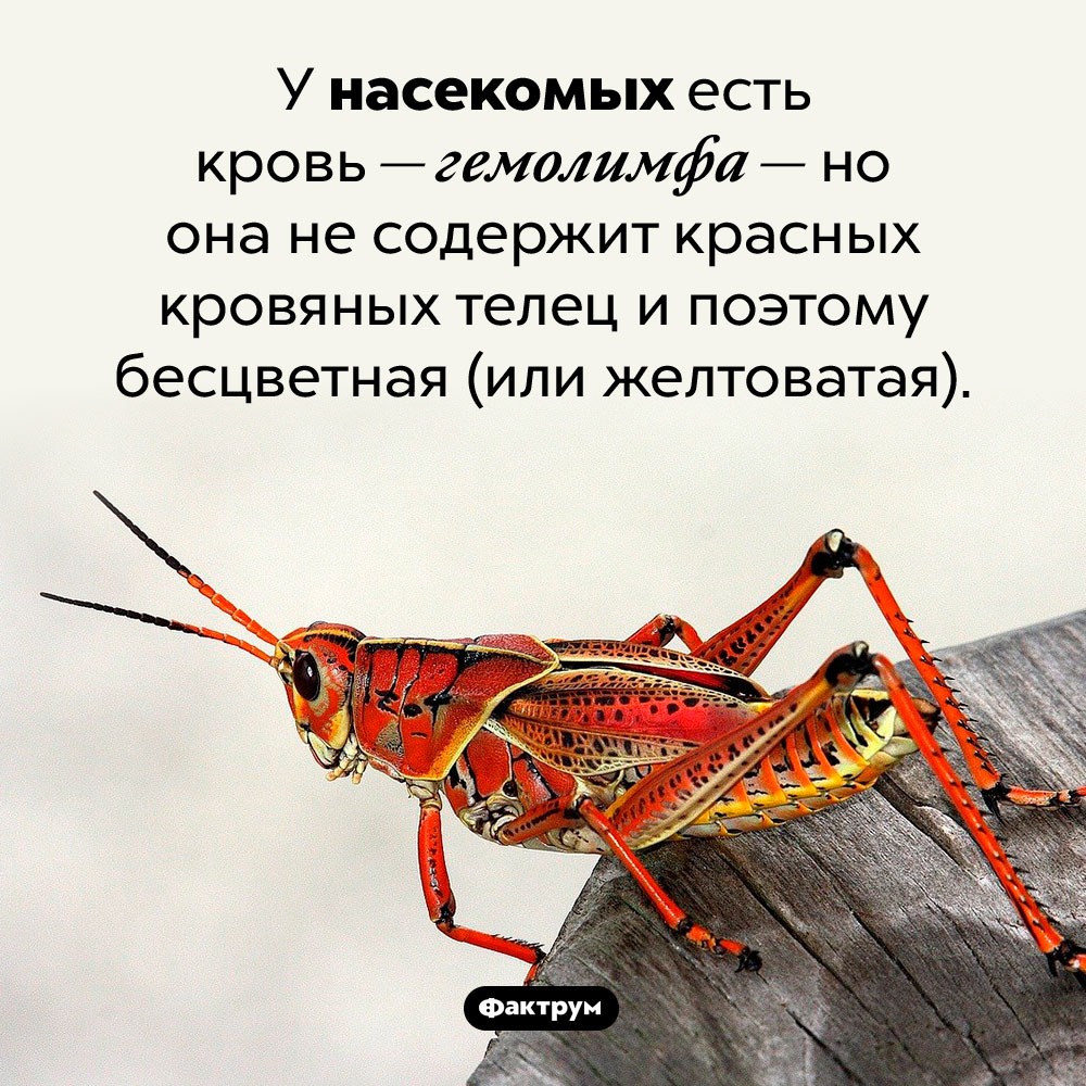 Есть ли кровь у насекомых. У насекомых есть кровь — гемолимфа — но она не содержит красных кровяных телец и поэтому бесцветная (или желтоватая).