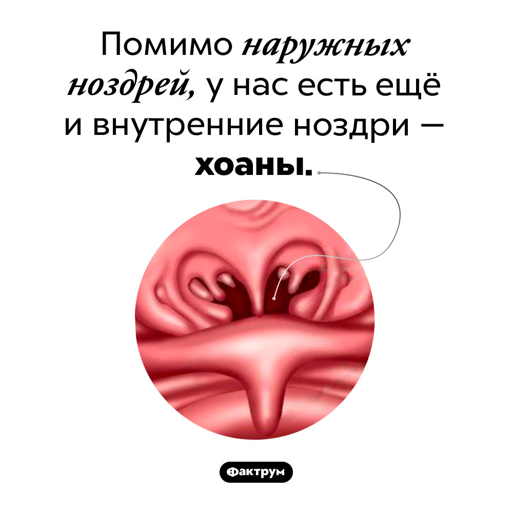 Внутренние ноздри. Помимо наружных ноздрей, у вас есть ещё и внутренние ноздри — хоаны.