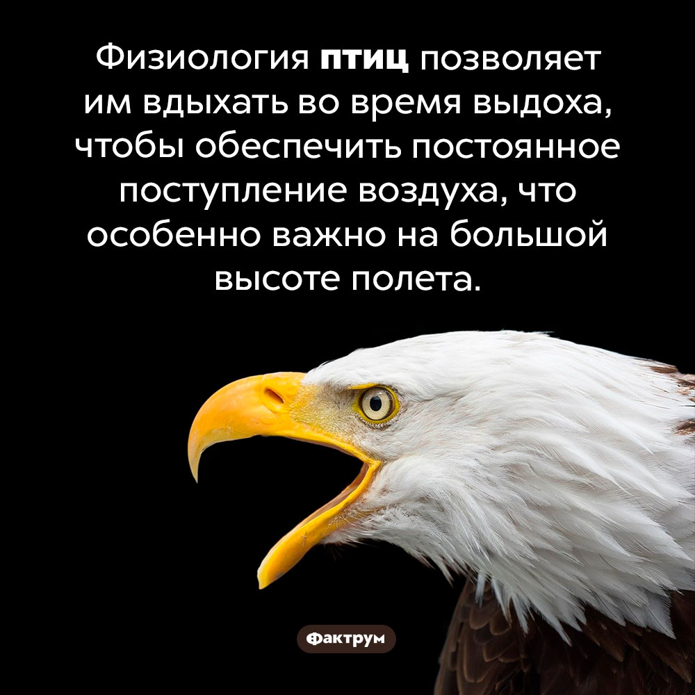 Птицы способны вдыхать во время выдоха. Физиология птиц позволяет им вдыхать во время выдоха, чтобы обеспечить постоянное поступление воздуха, что особенно важно на большой высоте полета.