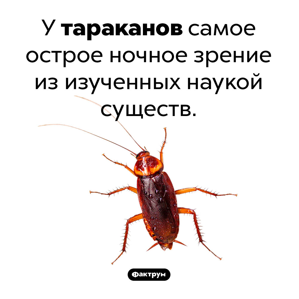 Тараканье зрение. У тараканов самое острое ночное зрение из изученных наукой существ.