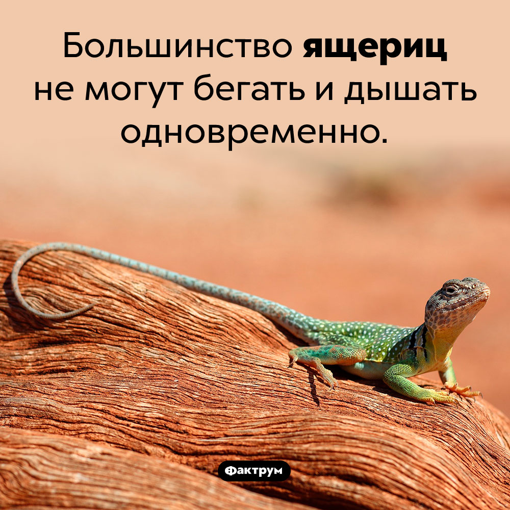 Дыхание ящериц. Большинство ящериц не могут бегать и дышать одновременно.