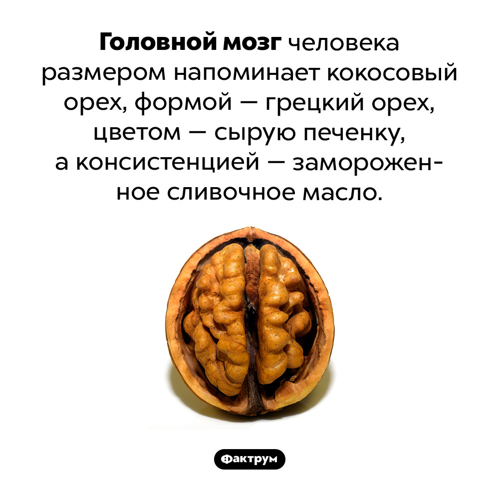 Что собой представляет мозг. Головной мозг человека размером напоминает кокосовый орех, формой — грецкий орех, цветом — сырую печенку, а консистенцией — замороженное сливочное масло.