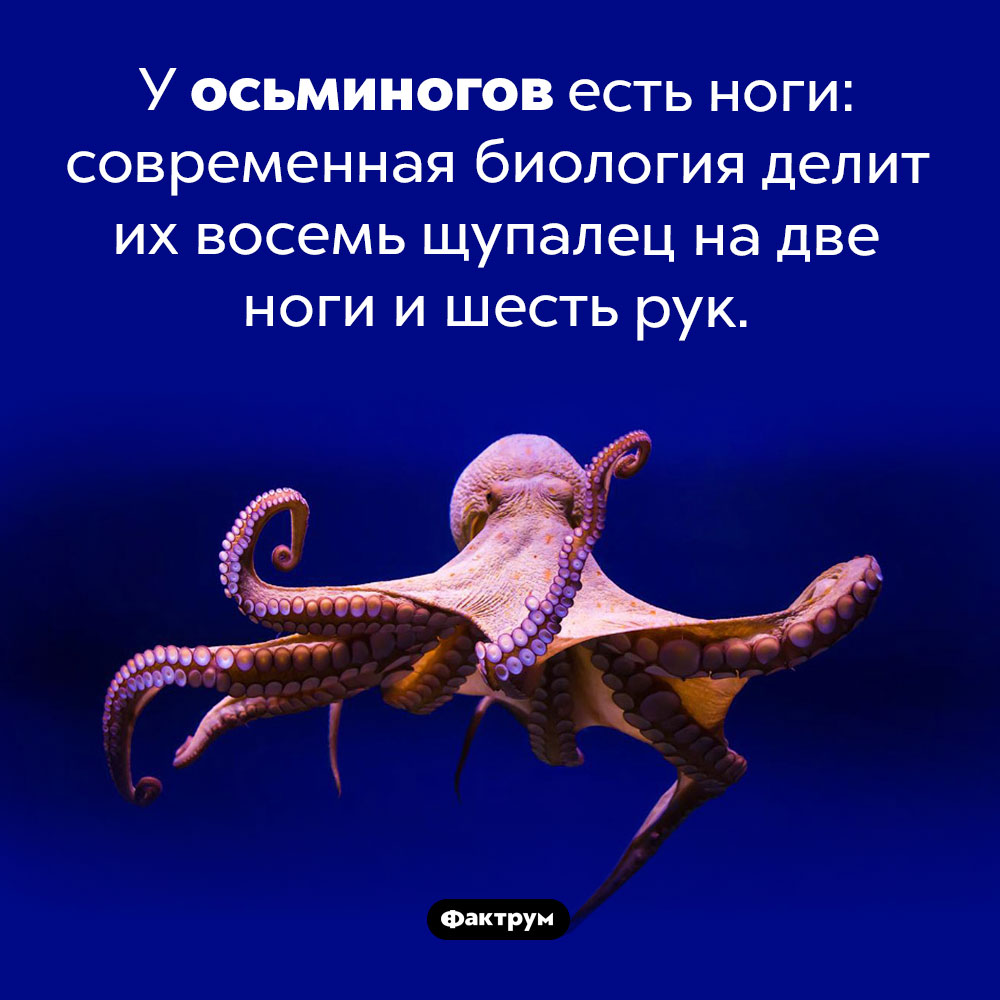 У осьминогов есть ноги. У осьминогов есть ноги: современная биология делит их восемь щупалец на две ноги и шесть рук.