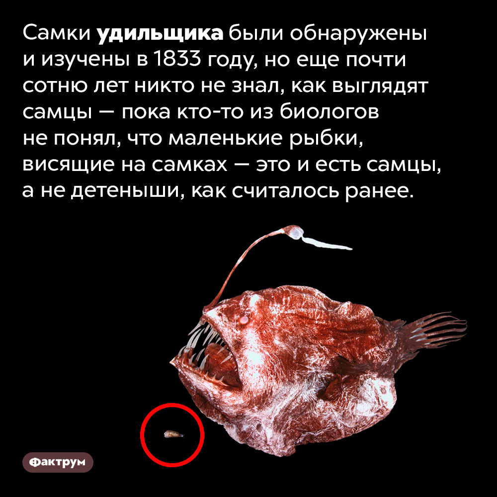 Самцы, а не дети. Самки удильщика были обнаружены и изучены в 1833 году, но еще почти сотню лет никто не знал, как выглядят самцы — пока кто-то из биологов не понял, что маленькие рыбки, висящие на самках — это и есть самцы, а не детеныши, как считалось ранее.