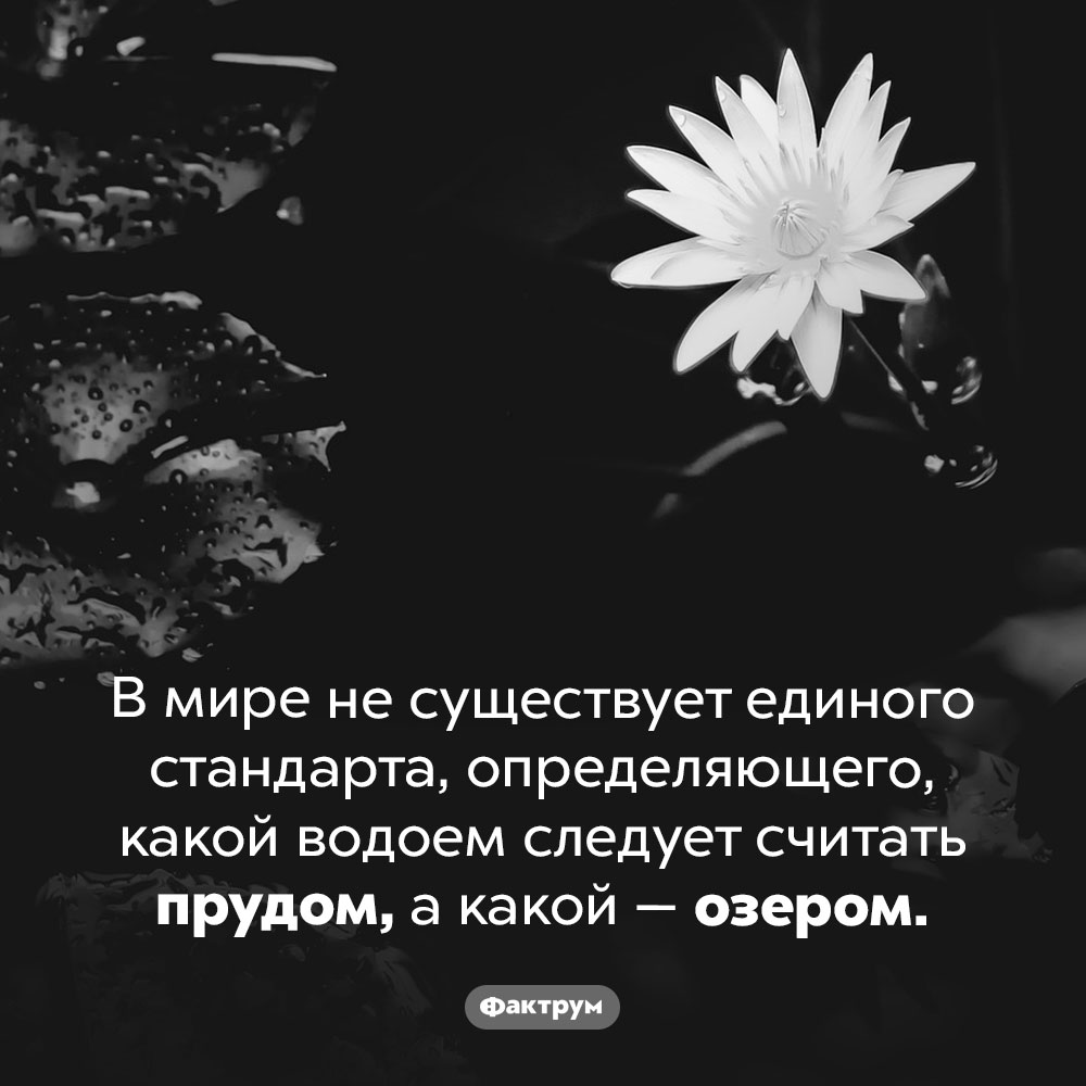 В чем разница между прудом и озером. В мире не существует единого стандарта, определяющего, какой водоем следует считать прудом, а какой — озером.