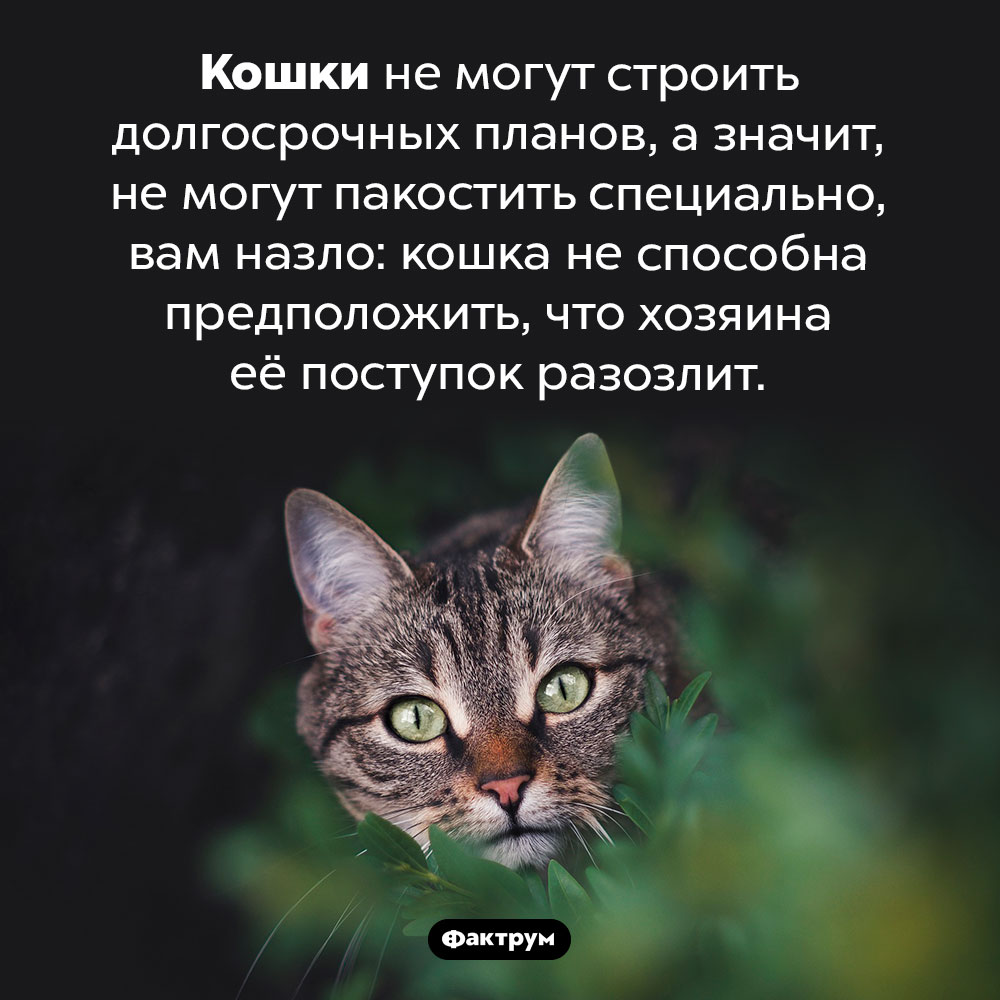 Кошки не могут пакостить назло. Кошки не могут строить долгосрочных планов, а значит, не могут пакостить специально, вам назло: кошка не способна предположить, что хозяина её поступок разозлит.