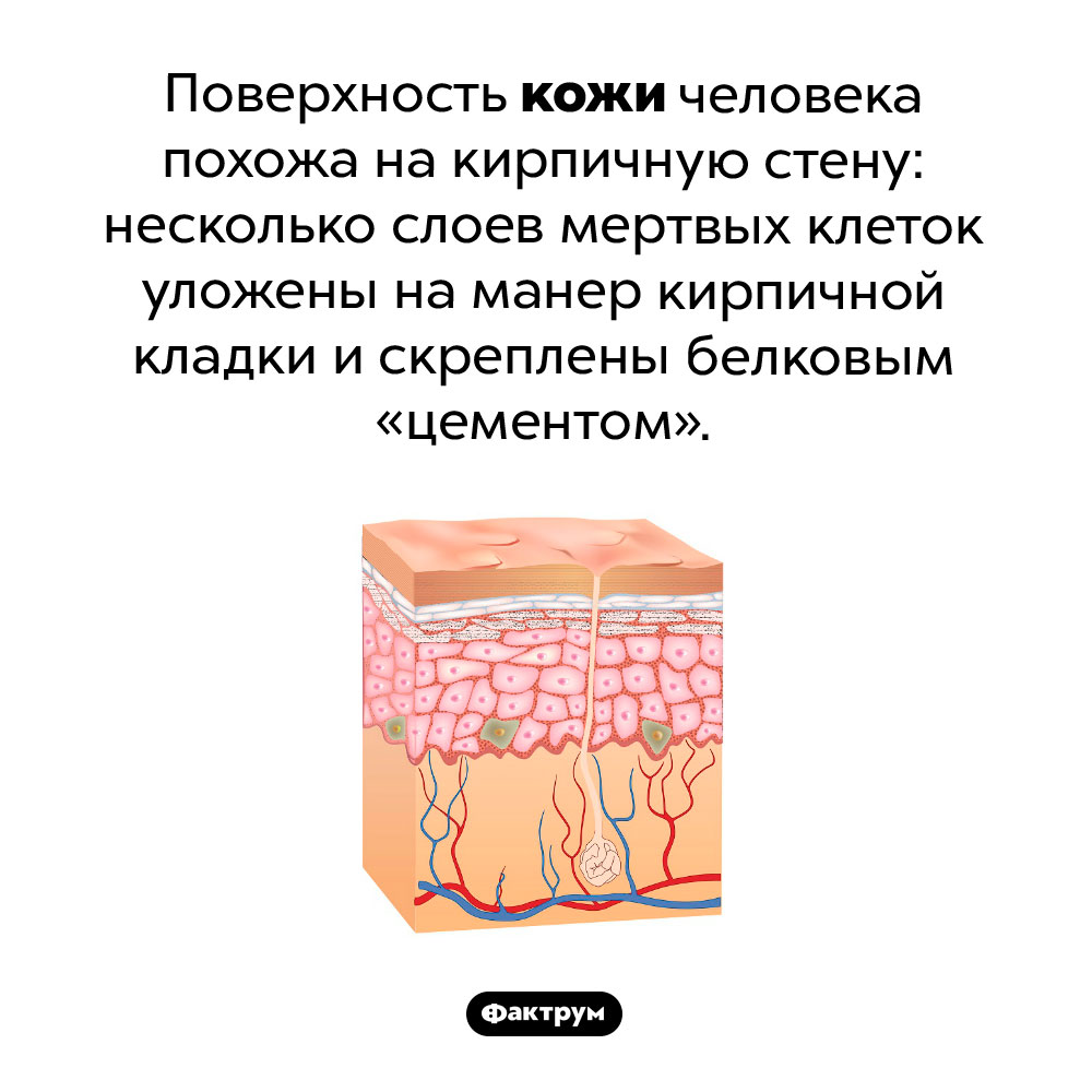 Поверхность нашей кожи — как кирпичная стена. Поверхность кожи человека похожа на кирпичную стену: несколько слоев мертвых клеток уложены на манер кирпичной кладки и скреплены белковым «цементом».