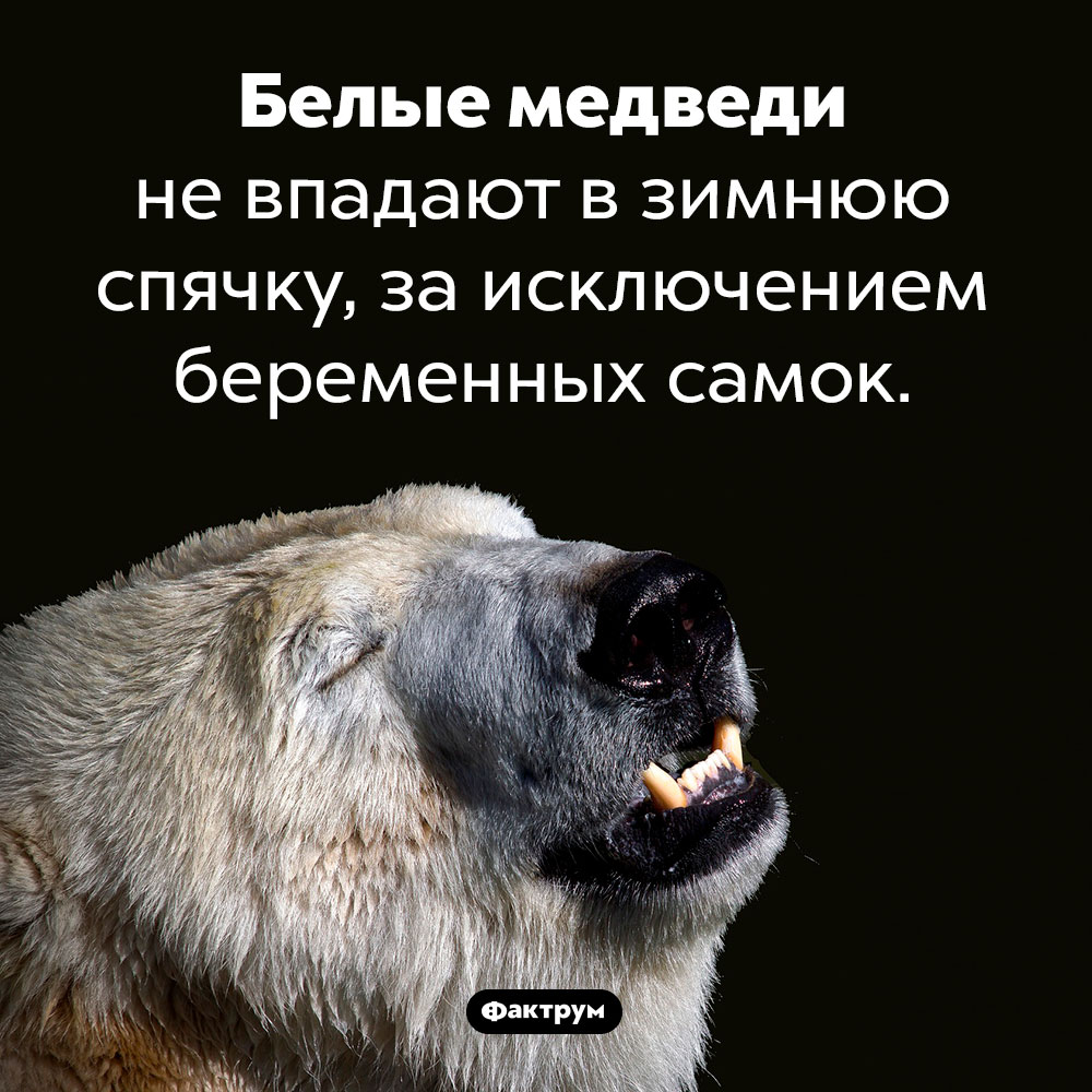 Впадают ли белые медведи в зимнюю спячку. Белые медведи не впадают в зимнюю спячку, за исключением беременных самок.