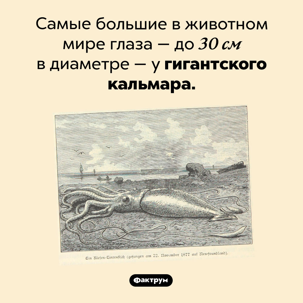 Самые большие глаза. Самые большие в животном мире глаза — до 30 см в диаметре — у гигантского кальмара.