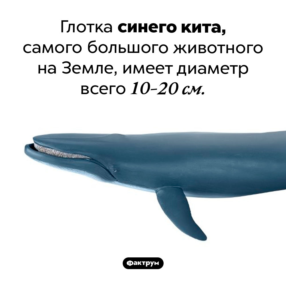 Глотка синего кита очень узкая. Глотка синего кита, самого большого животного на Земле, имеет диаметр всего 10-20 см.