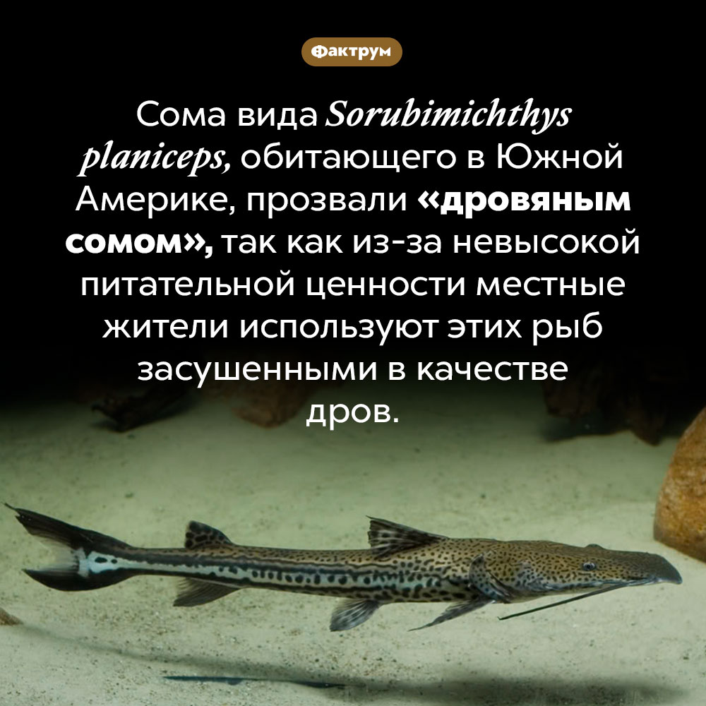 Дровяные сомы. Сома вида <em>Sorubimichthys planiceps,</em> обитающего в Южной Америке, прозвали «дровяным сомом», так как из-за невысокой питательной ценности местные жители используют этих рыб засушенными в качестве дров.