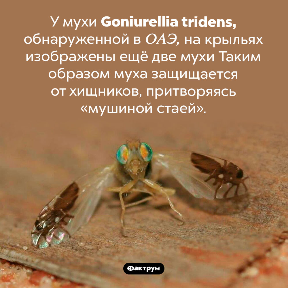 У мухи Goniurellia tridens, обнаруженной в ОАЭ, на крыльях изображены ещё две мухи. Таким образом муха защищается от хищников, притворяясь «мушиной стаей».