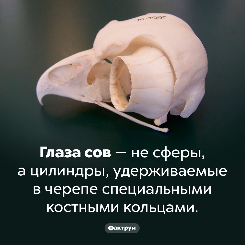 Цилиндрические глаза сов. Глаза сов — не сферы, а цилиндры, удерживаемые в черепе специальными костными кольцами.