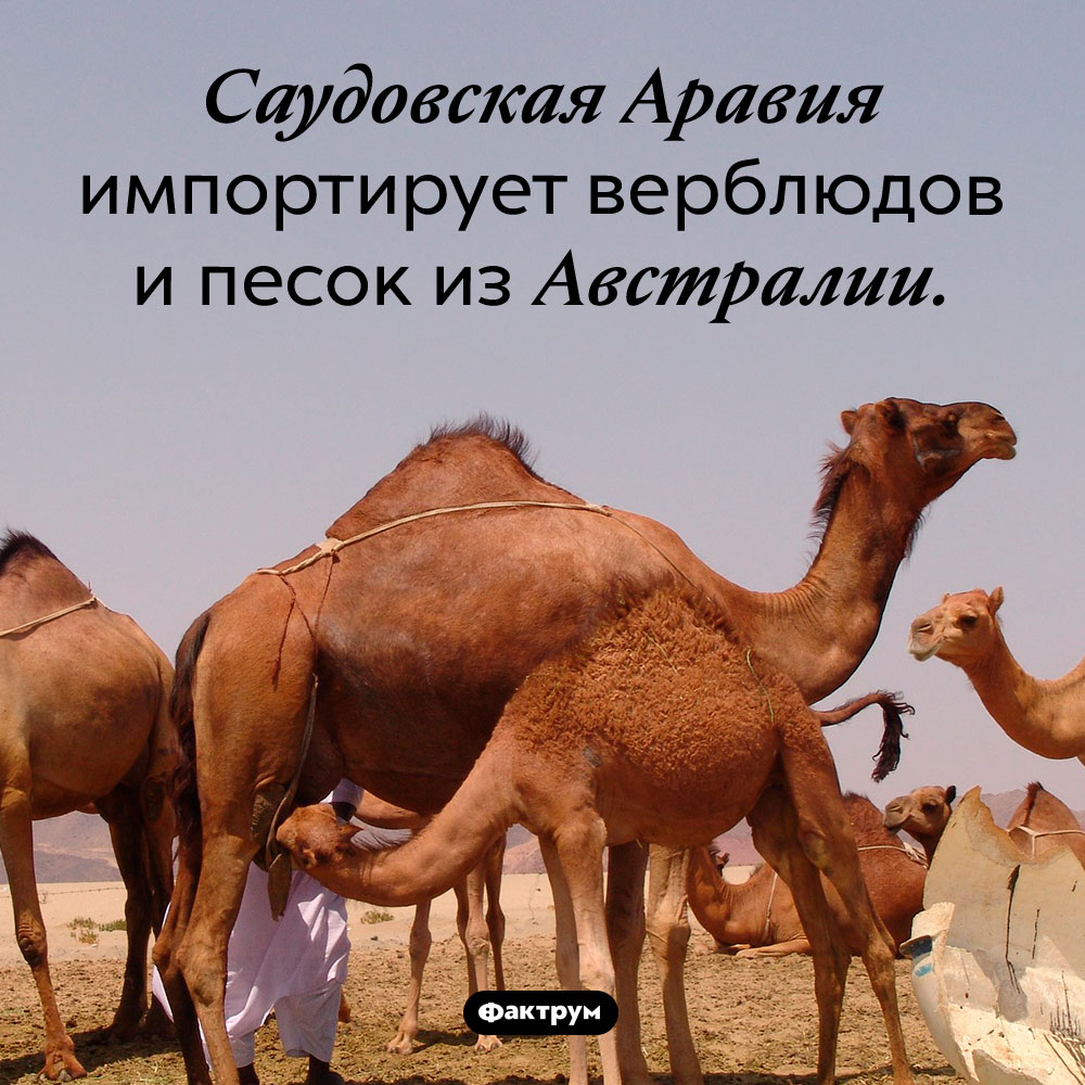 Саудовской Аравии не хватает песка и верблюдов. Саудовская Аравия импортирует верблюдов и песок из Австралии.
